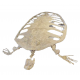Alienochelys selloumi (tortue)