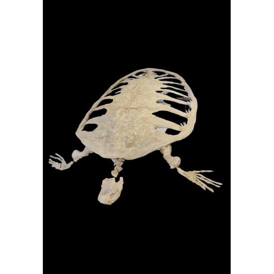 Alienochelys selloumi (tortue)