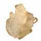 apophyllite and stilbite