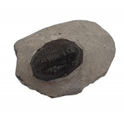 Gerastos marocensis