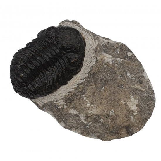 phacops africanus