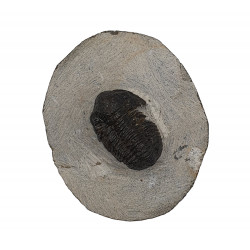 Gerastos marocensis