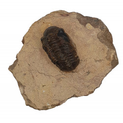 barandeops granulops