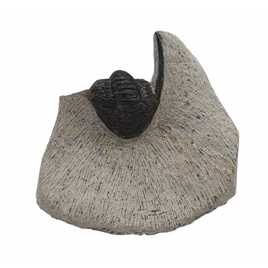 diademaproetus praecursor