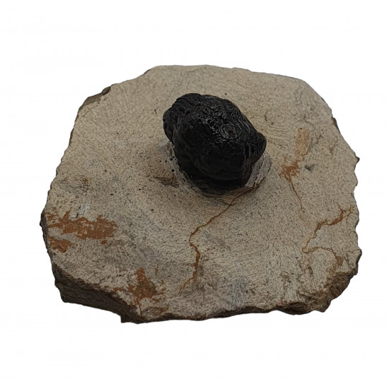 phacops africanus