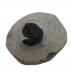 Gerastos marocensis