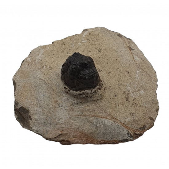 phacops africanus