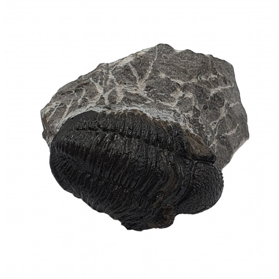 Gerastos marocensis