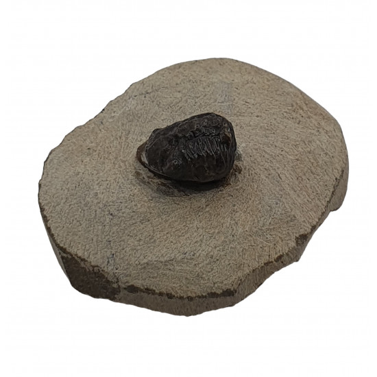 phacops africanus