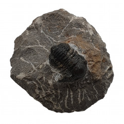 Gerastos marocensis