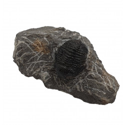 Gerastos marocensis
