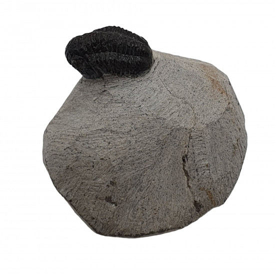Gerastos marocensis