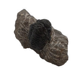 Gerastos marocensis