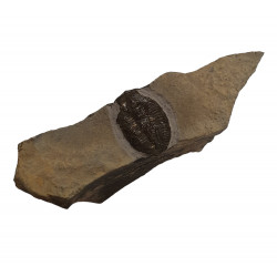 Utaspis sp.