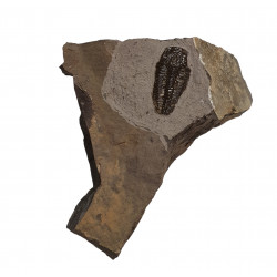 Utaspis sp.