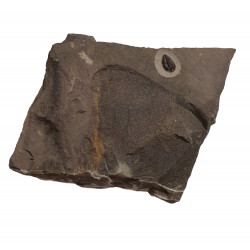 brachyospidion sp.