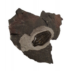 Utaspis sp.