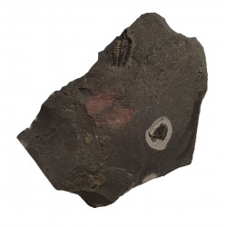 brachyospidion sp.