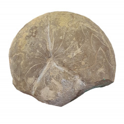 Balvia prima