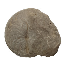 Balvia prima