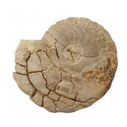 unidentified ammonite