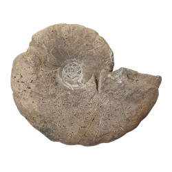 unidentified ammonite
