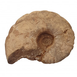 unidentified ammonite