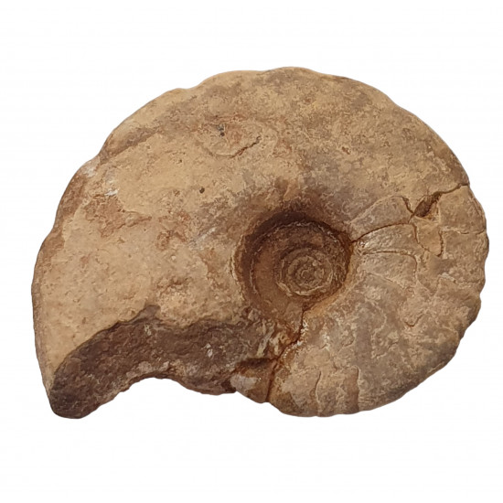ammonite non identifie