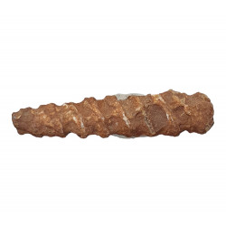 orthoceras sp.
