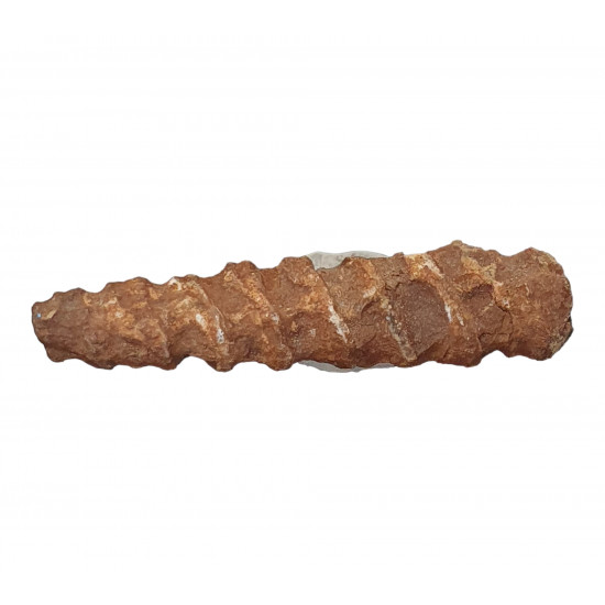 orthoceras sp.