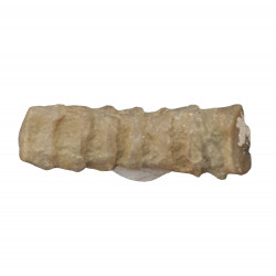 orthoceras sp.