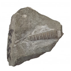 orthoceras sp.