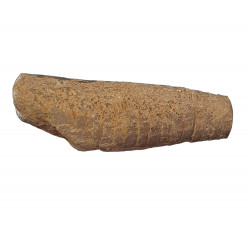 orthoceras sp.