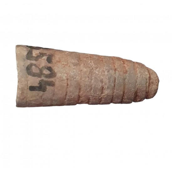 orthoceras sp.