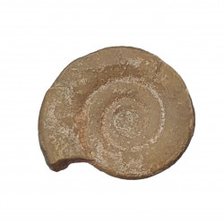 Kosmoclymenia dzikowiecensis