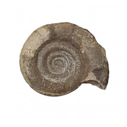 Kosmoclymenia dzikowiecensis