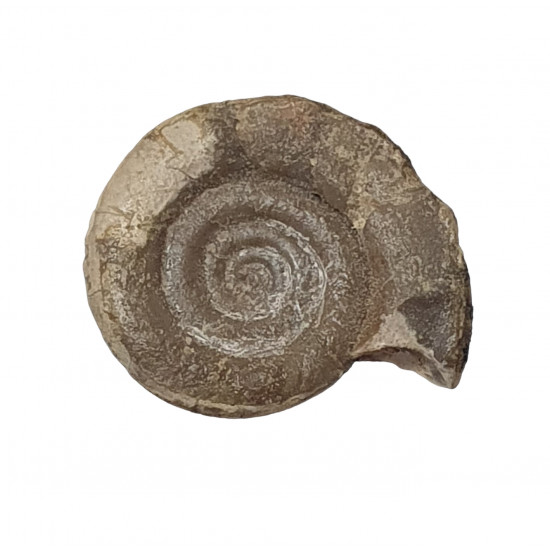 Kosmoclymenia dzikowiecensis