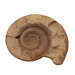 Kosmoclymenia dzikowiecensis
