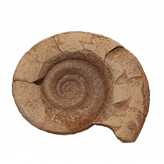Kosmoclymenia dzikowiecensis