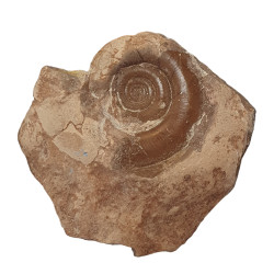 Kosmoclymenia dzikowiecensis
