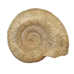 Kosmoclymenia dzikowiecensis