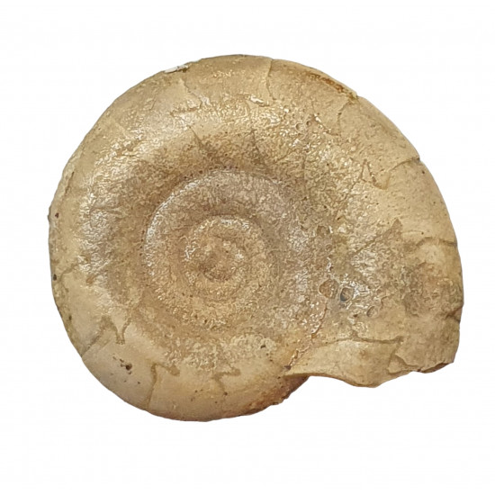 Kosmoclymenia dzikowiecensis