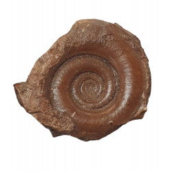Kosmoclymenia dzikowiecensis