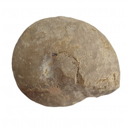 Prionoceras fuerstenbergi
