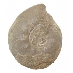 cyrtoclymenia involuta