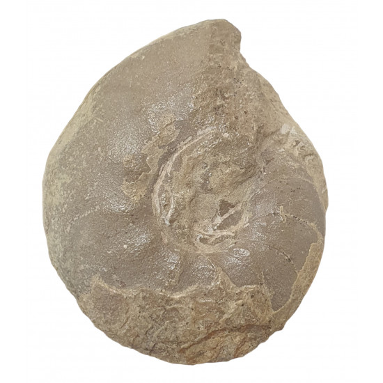 cyrtoclymenia involuta