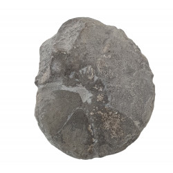 unidentified ammonite