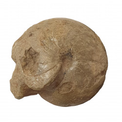 Balvia prima