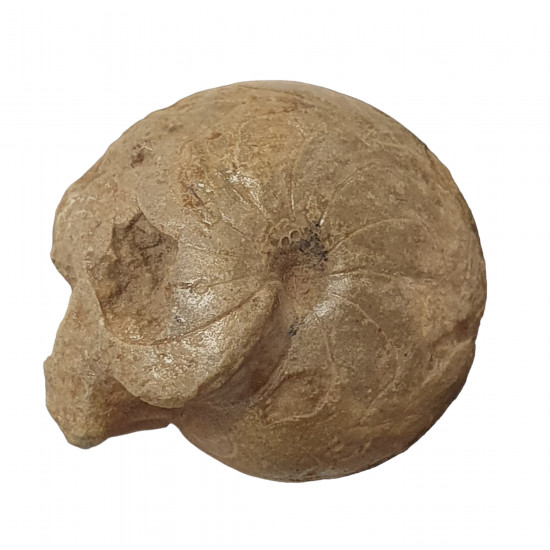 Balvia prima