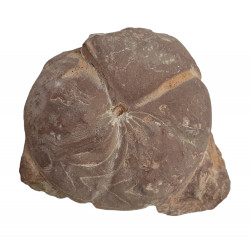 Balvia prima